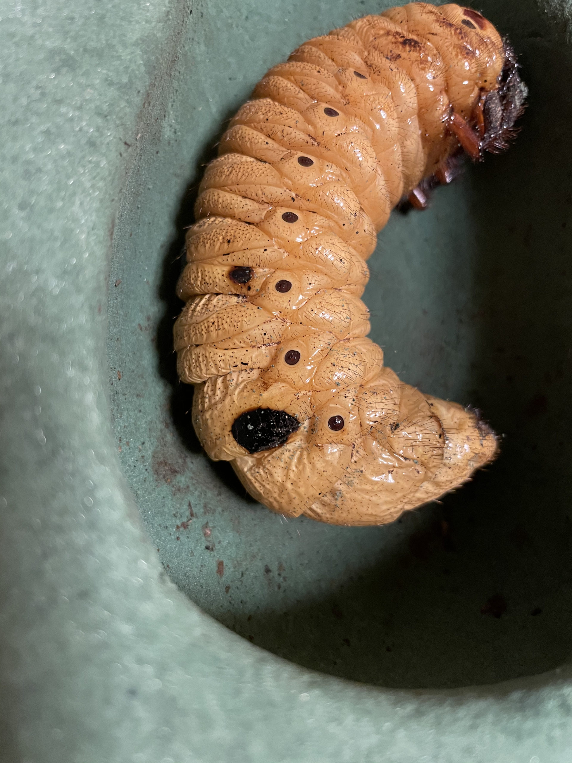 カブトムシ 幼虫 病気